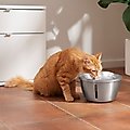 Frisco Stainless Steel Heart Dog & Cat Fountain, 100-oz