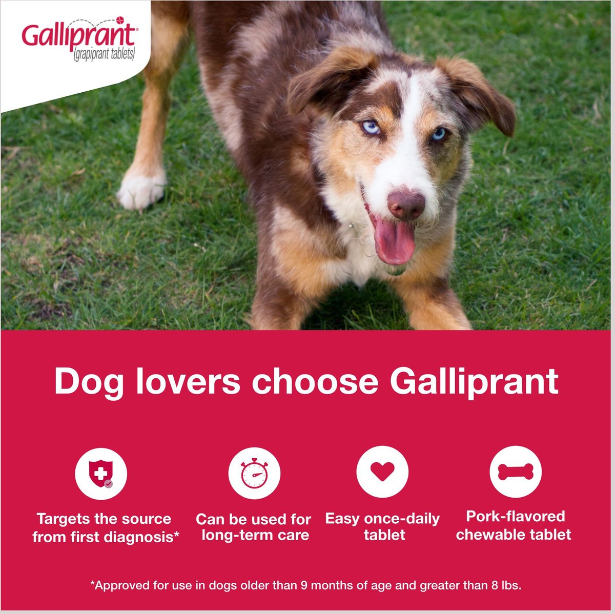 GALLIPRANT (grapiprant) Tablets for Dogs, 100mg, 90 tablets