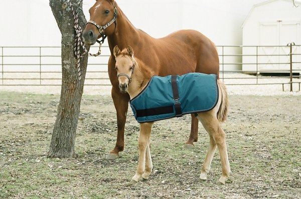 Kensington Protective Products Signature Adjustable Foal Horse Turnout
