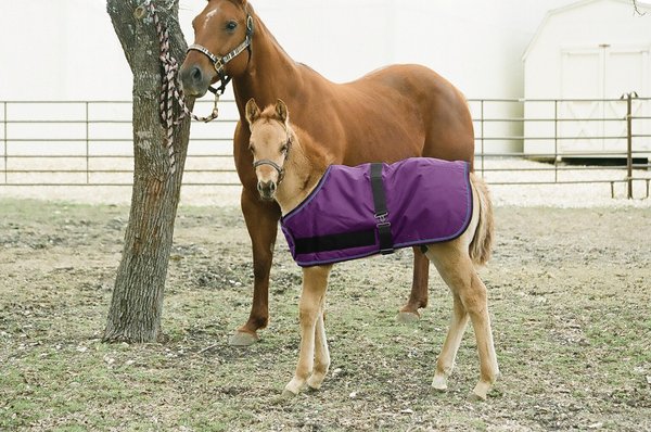 Kensington Protective Products Signature Adjustable Foal Horse Turnout, Purple, 30-38-in slide 1 of 1