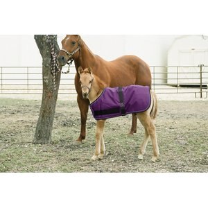 Kensington Protective Products Signature Adjustable Foal Horse Turnout, Purple, 30-38-in
