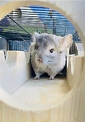 CrazyCritterThings Cage To Castle Small Pet Habitat Accessory slide 2 of 2