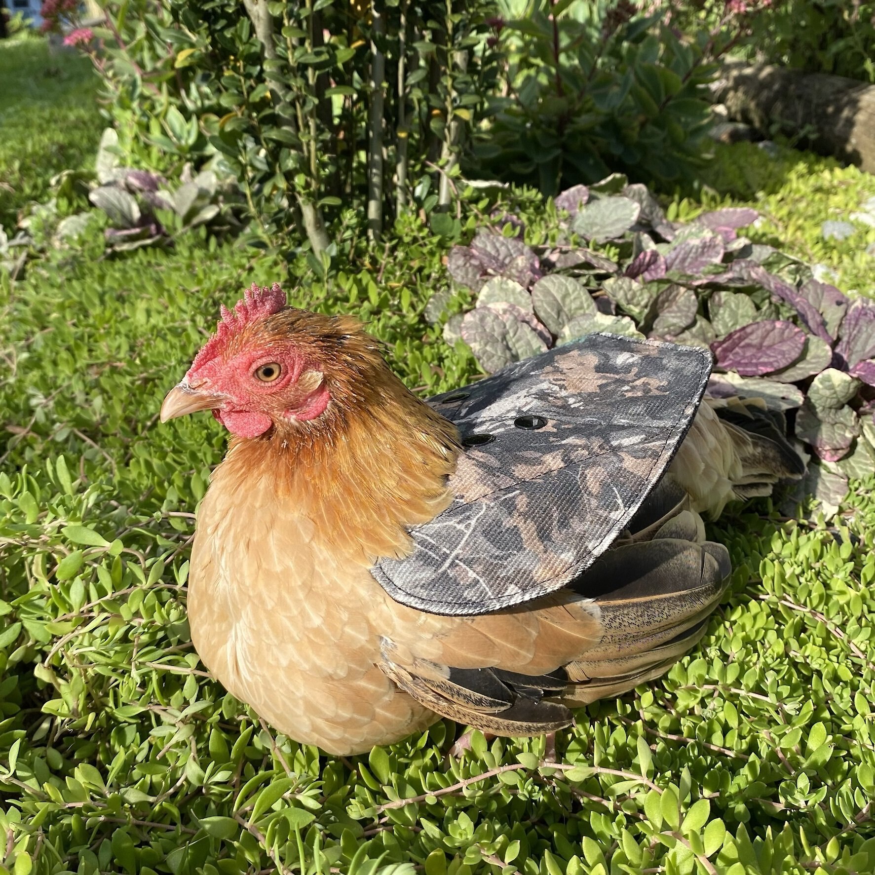 THE CHICKEN CHICK Hen Mating Saddle, Small - Chewy.com