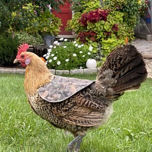 The Chicken Chick Hen Mating Saddle, Medium