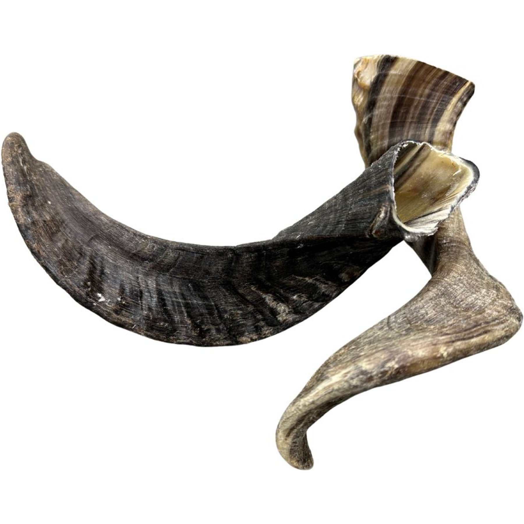 AMAZING DOG TREATS Lamb Horn Dog Bone, 1 count