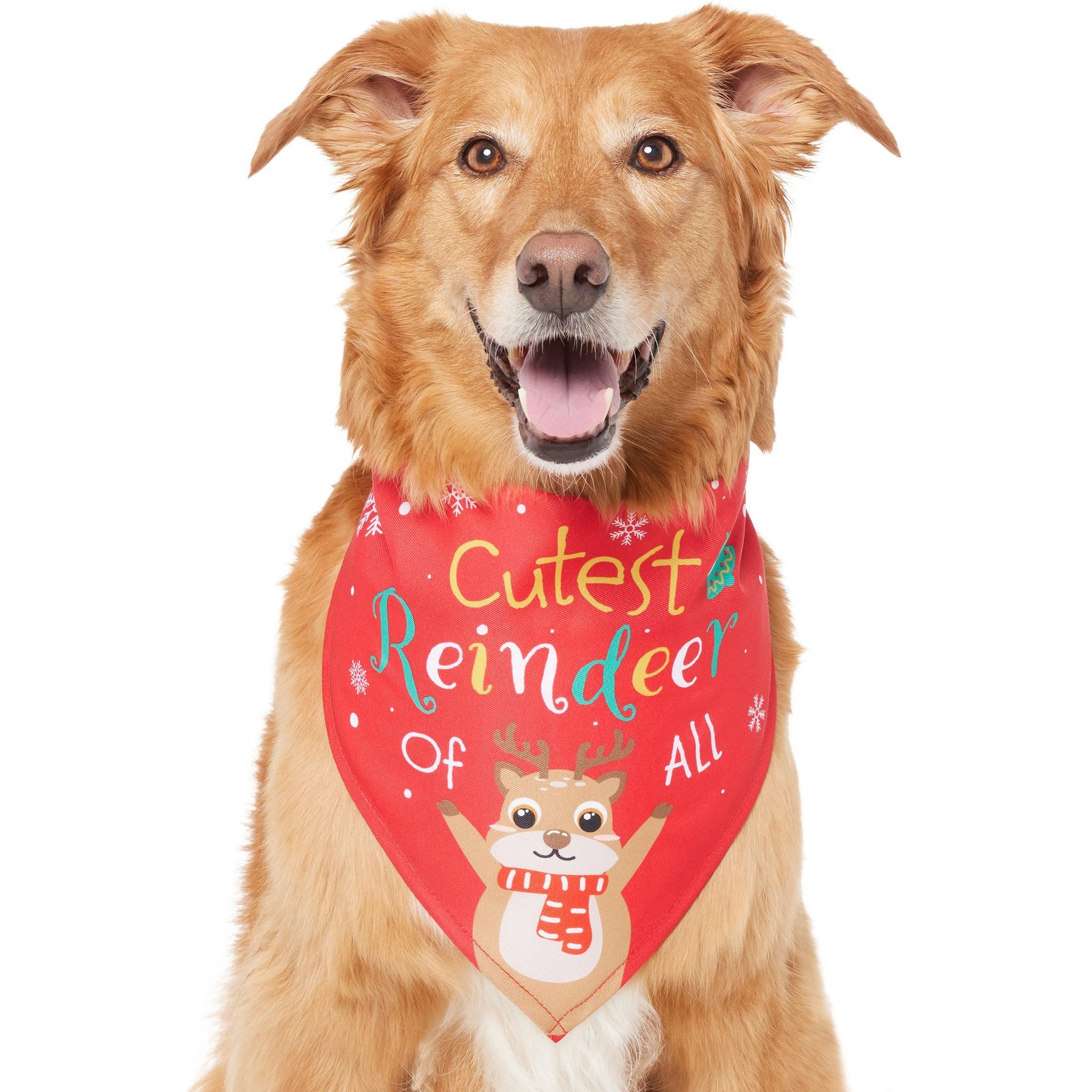 Chewy dog hot sale bandana