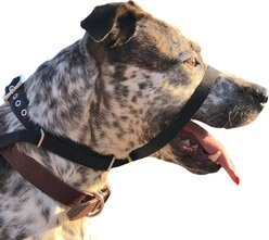 Canny No Pull Padded Dog Training Head Collar, Black, 1, Neck Size 9-11-in slide 2 of 8