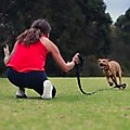 Canny Recall Extra Long Dog Training Leash, Black, 1-in wide, 23-ft long