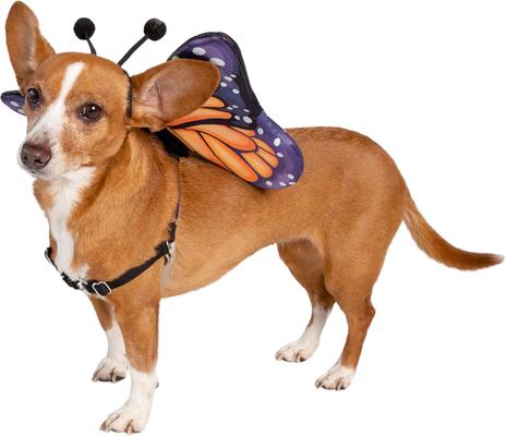 Show full view: Pet Krewe Monarch Butterfly Orange Wings Dog Costume, One Size slide 4 of 8
