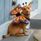 Show in main carousel: Pet Krewe Monarch Butterfly Orange Wings Dog Costume, One Size slide 7 of 8