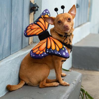 Show full view: Pet Krewe Monarch Butterfly Orange Wings Dog Costume, One Size slide 7 of 8