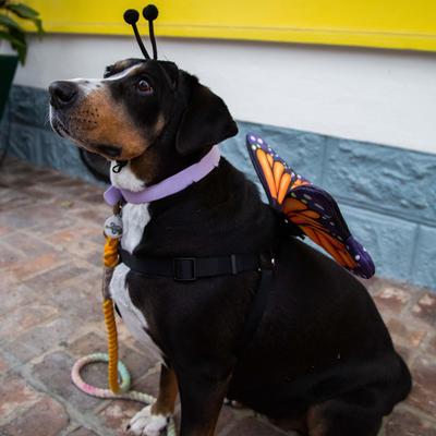Show full view: Pet Krewe Monarch Butterfly Orange Wings Dog Costume, One Size slide 8 of 8