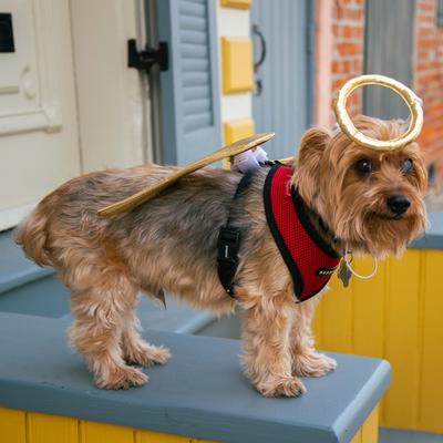 Show full view: Pet Krewe Angel Wings Gold Dog Costume, One Size slide 6 of 8