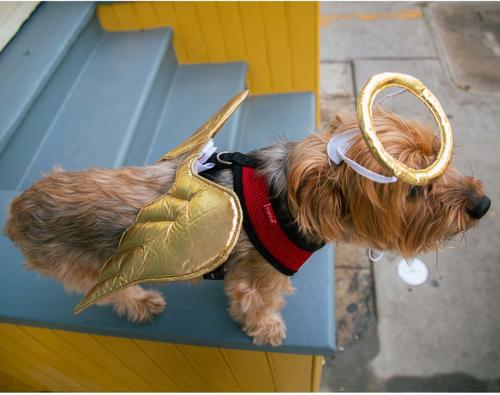Show full view: Pet Krewe Angel Wings Gold Dog Costume, One Size slide 7 of 8