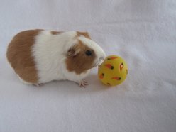 Wheeky Pets Small Pet Wheeky Toy, One Size, Yellow slide 2 of 6
