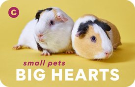 Small Pets Big Hearts