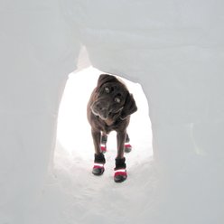 Muttluks Original Fleece-Lined Winter Dog Boots, 4 count, Black, XXX-Small slide 2 of 6