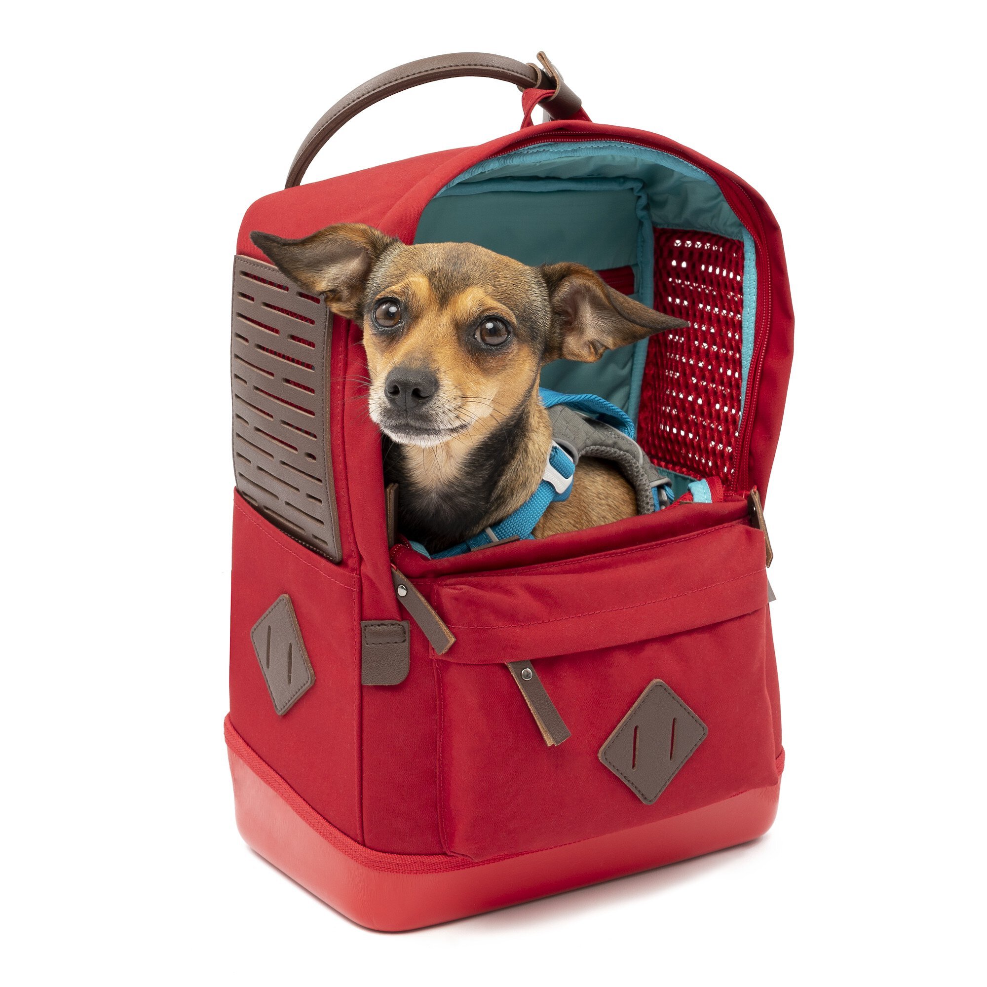 Chewy clearance dog backpack