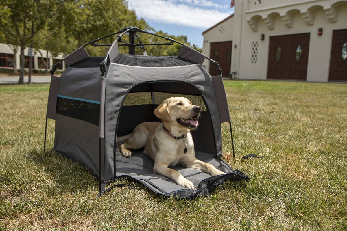 Chewy 2024 dog tent