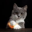 Petlinks Flash Dance Touch-Activated Light Ball Cat Toy, Color Varies