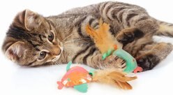 SmartyKat Silly Swimmers Plush Catnip Cat Toy, Orange, Small, 2 count slide 2 of 6