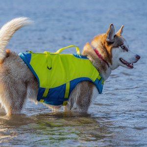 Chewy hotsell life jacket