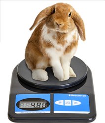 Brecknell 311 Digital Scale