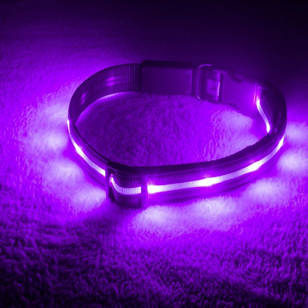 Blazin' Safety LED USB Rechargeable Nylon Dog Collar, Purple, Small slide 1 of 9