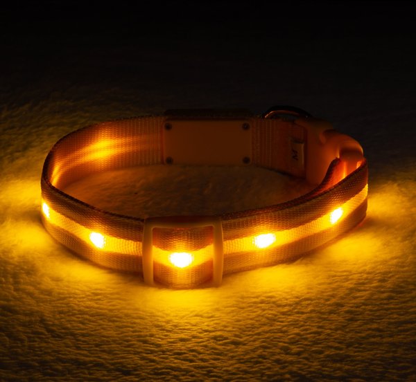 Blazin safety hotsell led dog collar