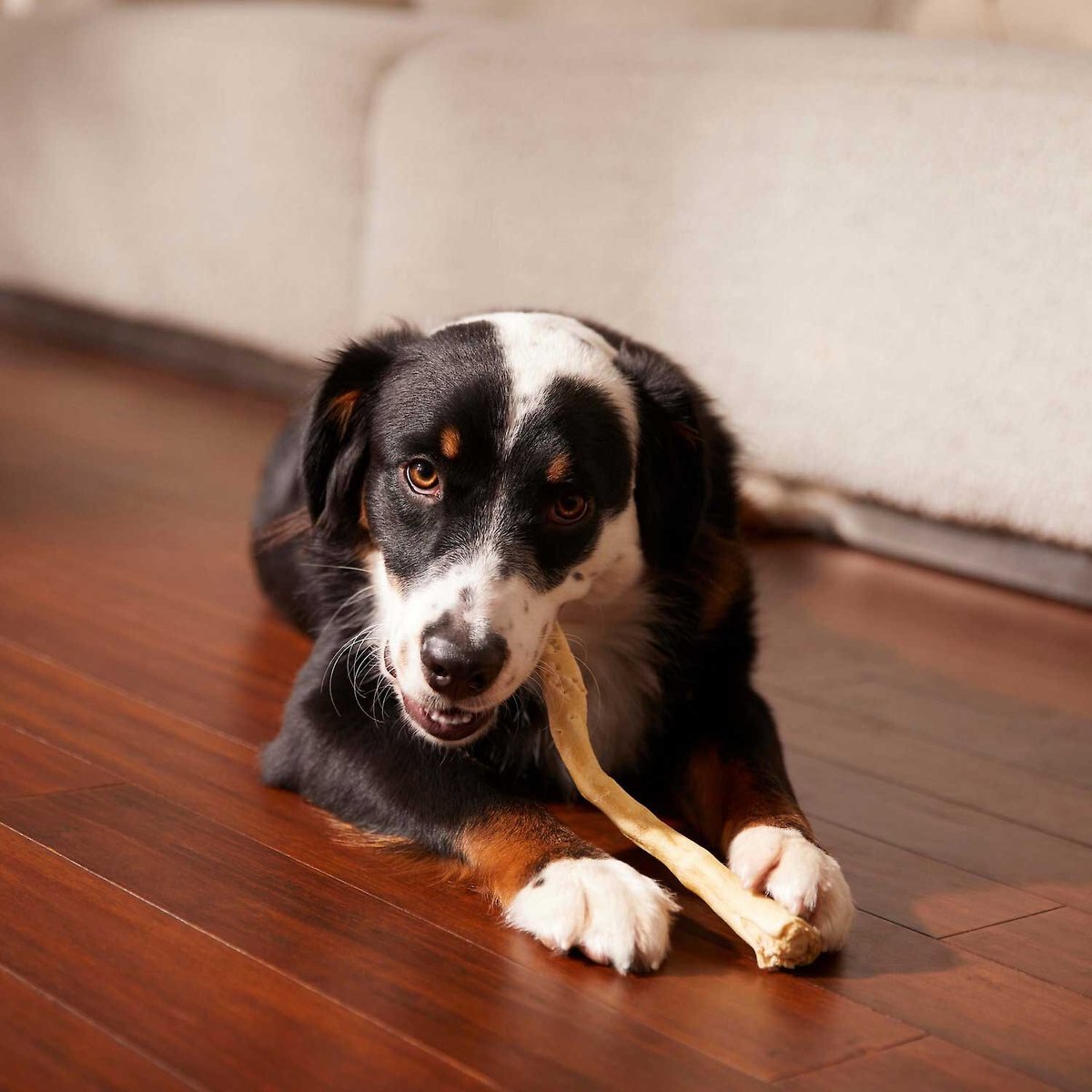 BONES & CHEWS 11" Water Buffalo Tail Dog Chews, 8 count