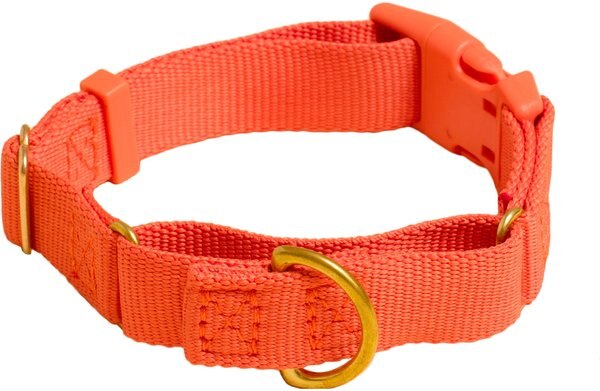 Awoo Marty Martingale Dog Collar, Spice, Medium: 13.5 to 18-in neck, 3/4-in wide slide 1 of 8