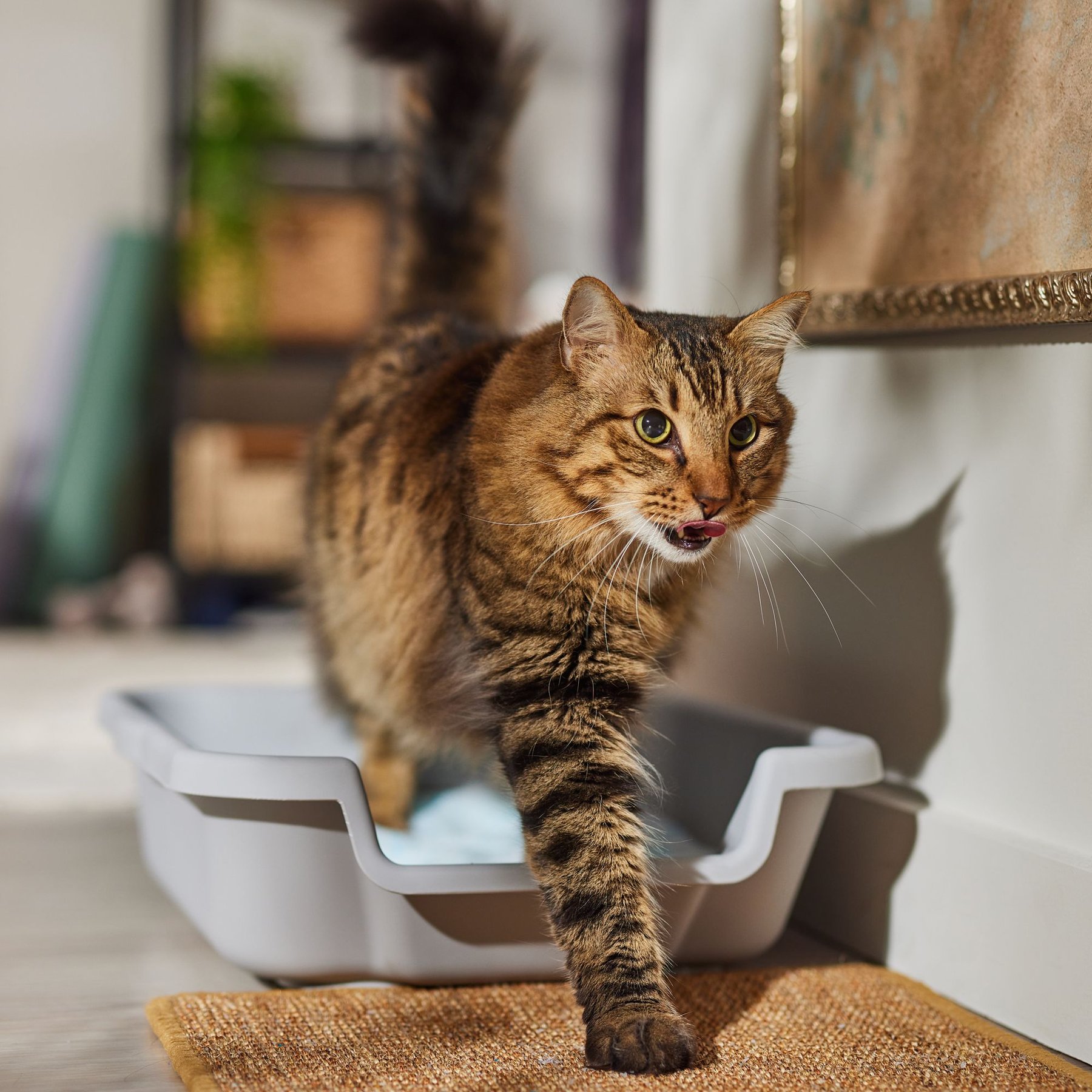 HANAMYA Extra Large Polypropylene Plastic Cat Litter Box with Scoop in White