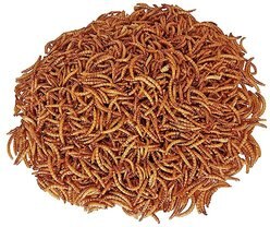 Exotic Nutrition Critter Selects Dried Mealworm Small Pet Treat, 1.41-oz bag slide 2 of 4
