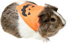 Frisco Jack O' Lantern Pumpkin Small Pet Bandana, Orange