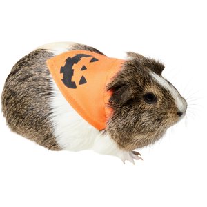 Frisco Jack O' Lantern Pumpkin Small Pet Bandana, Orange