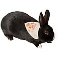 Frisco Mommy's Lil Pumpkin Small Pet Bandana, Beige