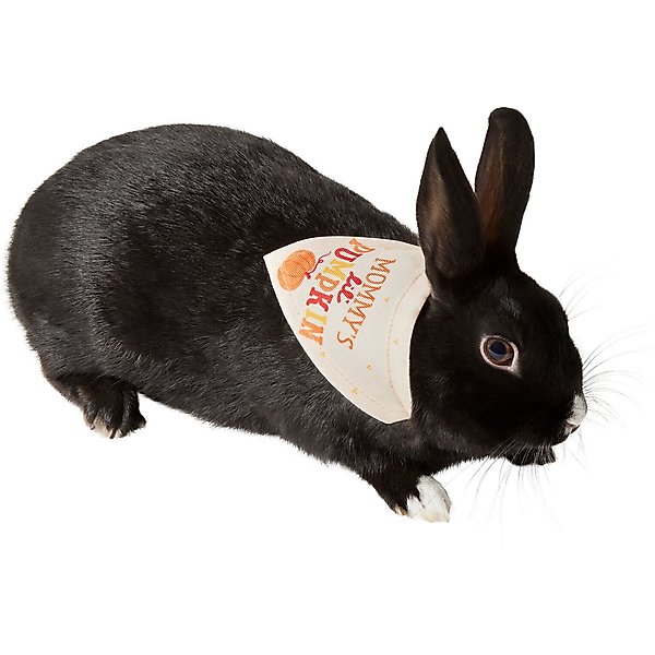 Frisco Jack O' Lantern Pumpkin Small Pet Bandana