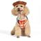 Show in main carousel: Fetch For Pets Disney Halloween Toy Story Woody Dog Costume, Small slide 2 of 5