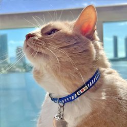 Pawtitas Reflective Traffic Cat Collar, Teal, Standard slide 2 of 8