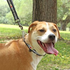 Pawtitas Reflective Chain Martingale Dog Collar, Blue, Medium slide 2 of 9