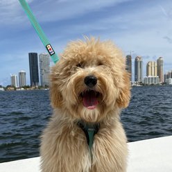 Pawtitas Reflective Traffic Dog Leash, Blue, Small slide 2 of 8