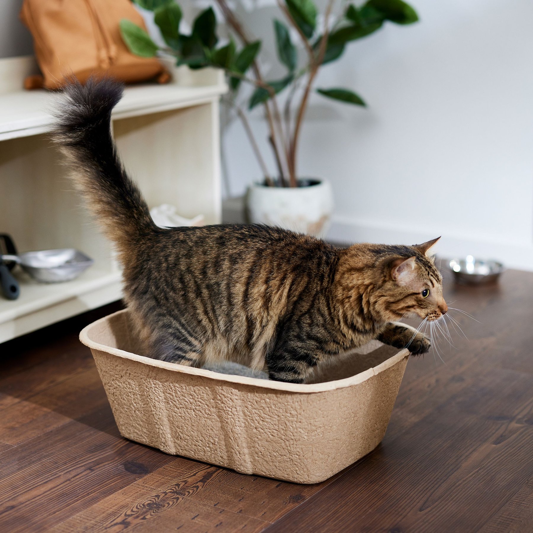 Disposable litter box shops with litter