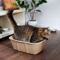 Frisco High-Sided Disposable Cat Litter Box, Jumbo, 2 count