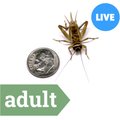 Ovipost Banded Adult Live Feed Crickets Reptile Food, Adult, 1000