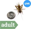 Ovipost Banded Adult Live Feed Crickets Reptile Food, Adult, 1000