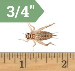 Ovipost Banded Adult Live Feed Crickets Reptile Food, Large, 1000 count
