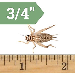 Ovipost Banded Adult Live Feed Crickets Reptile Food, Large, 1000 count