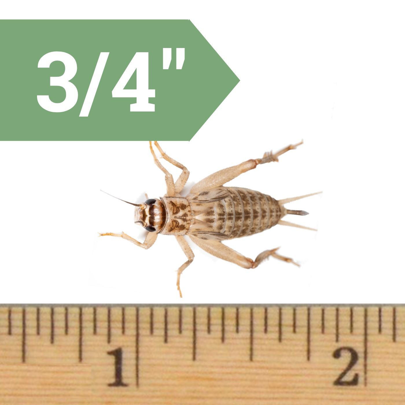 OVIPOST Banded Adult Live Feed Crickets Reptile Food Customer Questions