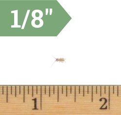 Ovipost Banded Adult Live Feed Crickets Reptile Food, X-Small, 1000 count