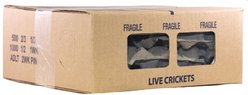 Ovipost Banded Adult Live Feed Crickets Reptile Food, Pinheads, 1000 count slide 2 of 9